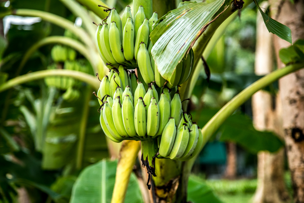 Bananenpreise in Spanien explodieren und der Preis steigt um 140%