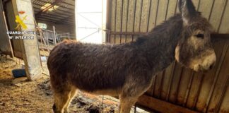 Guardia Civil ermittelt: Grauenvoller Tierhaltungsbetrieb in Burgos aufgedeckt