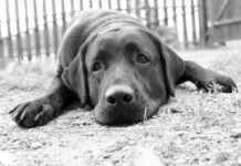 Hund und Katze im Testament: So sichern Sie das Wohlergehen Ihrer Haustiere in Spanien