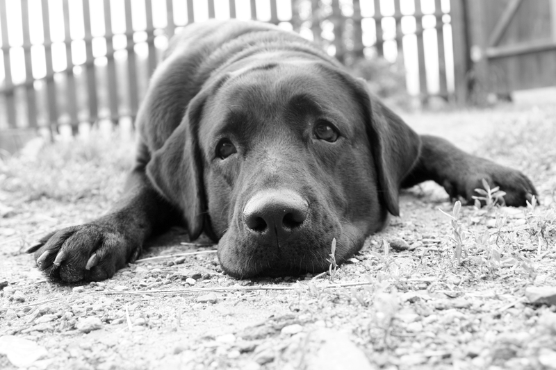 Haustiere in Spanien Hund und Katze im Testament: So sichern Sie das Wohlergehen Ihrer Haustiere in Spanien