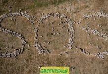 Schafherde sendet grünes SOS: Spaniens Landwirtschaft am Scheideweg des Weltumwelttags