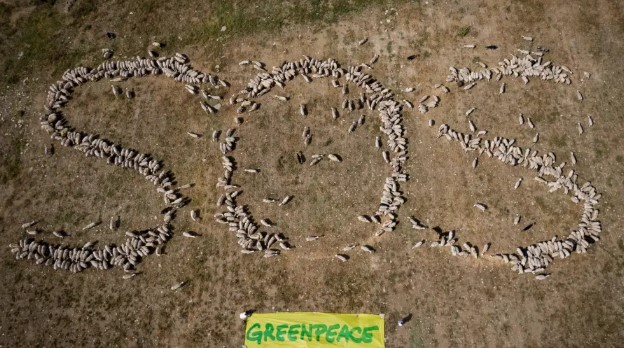Schafherde sendet grünes SOS: Spaniens Landwirtschaft am Scheideweg des Weltumwelttags