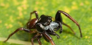 Spanische Springspinnen: Faszinierende Jäger und natürliche Schädlingsbekämpfer