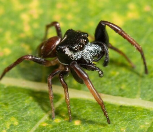 Spanische Springspinnen: Faszinierende Jäger und natürliche Schädlingsbekämpfer