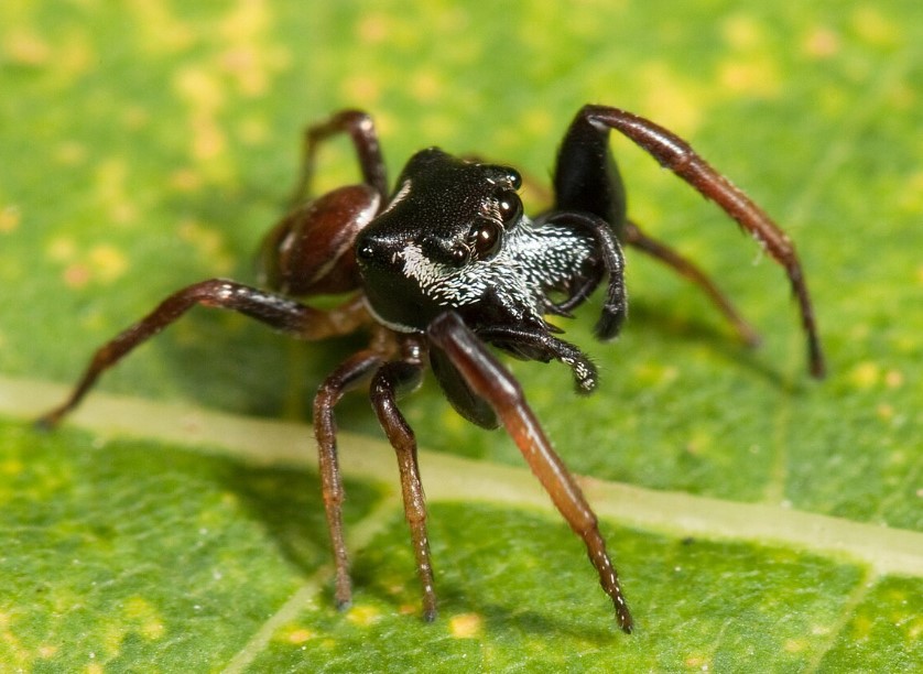Spanische Springspinne Spanische Springspinnen: Faszinierende Jäger und natürliche Schädlingsbekämpfer