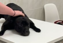 Tierquälerei-Schock: Frau ertränkt ihren Hund am Strand von Alicante