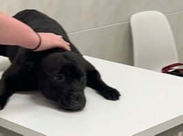 Tierquälerei-Schock: Frau ertränkt ihren Hund am Strand von Alicante