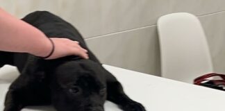 Tierquälerei-Schock: Frau ertränkt ihren Hund am Strand von Alicante