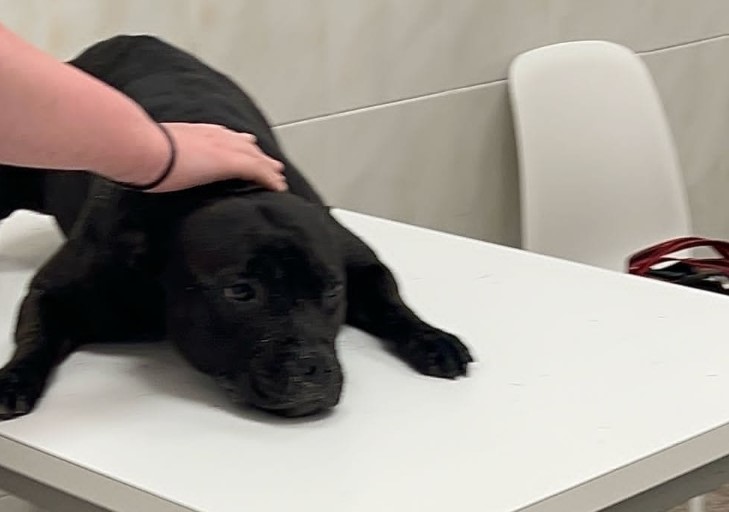 Tierquälerei-Schock: Frau ertränkt ihren Hund am Strand von Alicante
