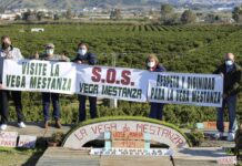 Massenhafte Baumfällung in der Vega de Mestanza: Ein "ökologischer Angriff" sorgt für massive Proteste in Andalusien
