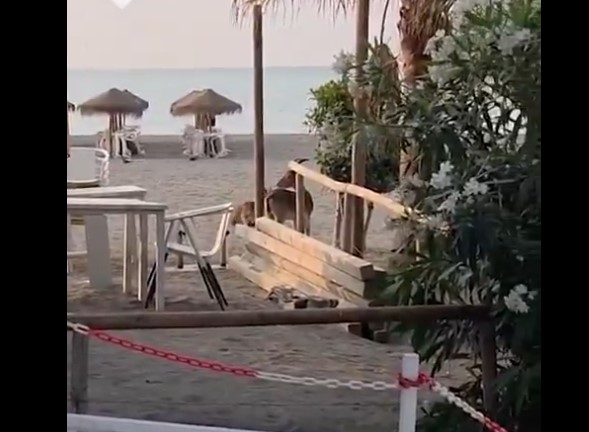 Spektakulärer Ziegenbesuch am Strand von Málaga: Wilde Tiere erobern die Küste