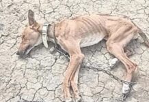 Schockierender Fall in Almería: Betrügerisches Tierheim lässt Hunde sterben und kassiert Spenden