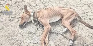 Schockierender Fall in Almería: Betrügerisches Tierheim lässt Hunde sterben und kassiert Spenden