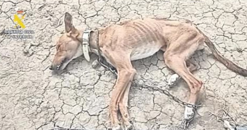 Schockierender Fall in Almería: Betrügerisches Tierheim lässt Hunde sterben und kassiert Spenden