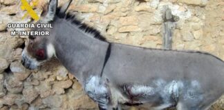 Esel an Auto gebunden und geschleift: Tierquäler in Murcia überführt