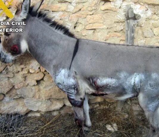 Esel an Auto gebunden und geschleift: Tierquäler in Murcia überführt