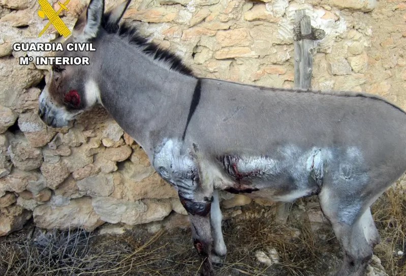 Esel an Auto gebunden und geschleift: Tierquäler in Murcia überführt