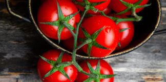 Das Drama der spanischen Tomate: Exporteinbruch trifft auf Marokkos Importboom