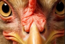 Die Vogelgrippe kehrt nach Spanien zurück: Ein Ausbruch in einer Putenfarm in einer Stadt in Badajoz