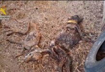 Tragödie in Badajoz: 32 Hunde auf einem Bauernhof qualvoll verhungert aufgefunden