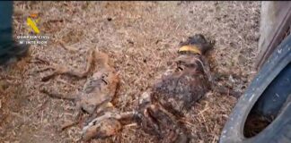 Tragödie in Badajoz: 32 Hunde auf einem Bauernhof qualvoll verhungert aufgefunden