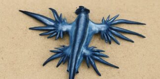 Blaue Drachen an der Costa Blanca: Strände in Guardamar del Segura gesperrt