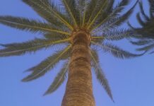 Der stille Tod der Palmen