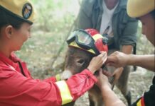 Feuerwehresel: Die flauschige Geheimwaffe gegen Spaniens Flammeninferno