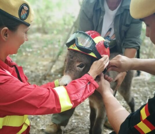 Feuerwehresel: Die flauschige Geheimwaffe gegen Spaniens Flammeninferno