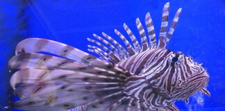 Invasive Arten in Spanien: Wie Feuerfisch und Feuerwurm das Mittelmeer erobern