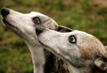 Nach grausigem Fund in Badajoz: Debatte um Jagdhunde in Spanien entfacht