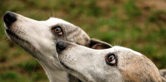 Nach grausigem Fund in Badajoz: Debatte um Jagdhunde in Spanien entfacht