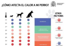 Hitzewelle in Spanien: Ab dieser Temperatur wird es für Ihren Hund lebensgefährlich