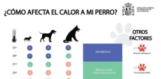 Hitzewelle in Spanien: Ab dieser Temperatur wird es für Ihren Hund lebensgefährlich