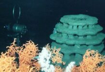 Spaniens Korallen gerettet: Künstliche Riffe im Alboran-Meer erfolgreich besiedelt