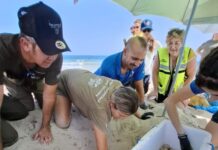 Sensationsfund auf Ibiza: Erstes Meeresschildkrötennest der Saison mit 85 Eiern entdeckt