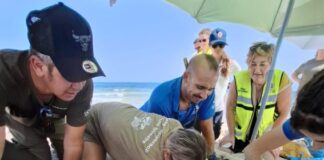 Sensationsfund auf Ibiza: Erstes Meeresschildkrötennest der Saison mit 85 Eiern entdeckt