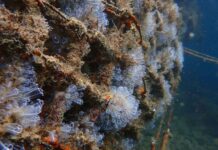 Mikroriffe beleben Denias Hafen: Ein Hoffnungsstrahl für die marine Artenvielfalt