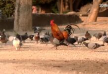 Torrevieja im Hühner-Chaos: Über 700 Vögel stellen die Stadt vor ein unlösbares Problem
