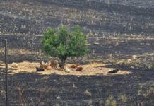 Der "Wunderbaum" von Tres Cantos: Ein Symbol für natürlichen Brandschutz durch Viehzucht