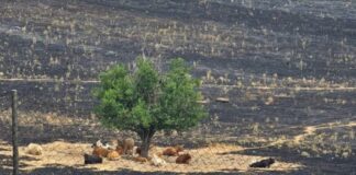 Der "Wunderbaum" von Tres Cantos: Ein Symbol für natürlichen Brandschutz durch Viehzucht