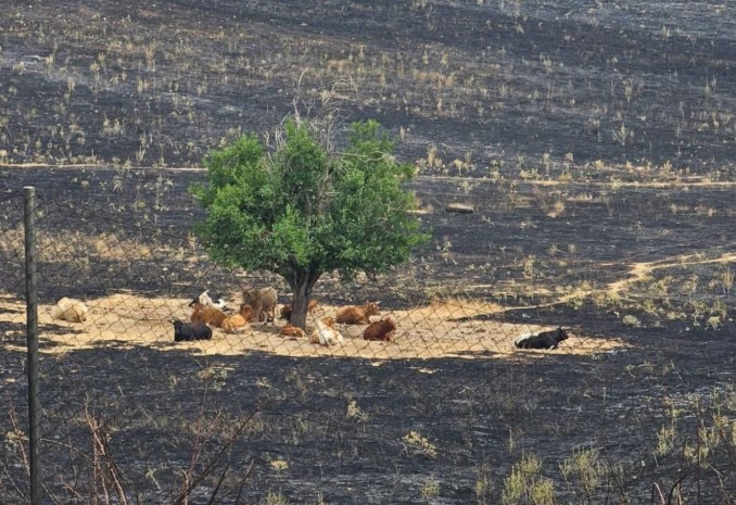 Der “Wunderbaum” von Tres Cantos: Ein Symbol für natürlichen Brandschutz durch Viehzucht