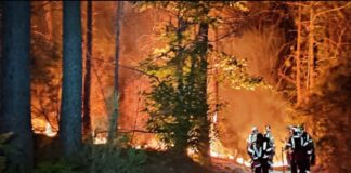 Katastrophenlage in Spanien: Waldbrände außer Kontrolle – Zamora am stärksten betroffen