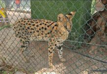 Guardia Civil hebt illegalen Zoo in Castellón mit 150 exotischen Tieren aus