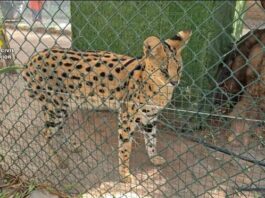 Guardia Civil hebt illegalen Zoo in Castellón mit 150 exotischen Tieren aus